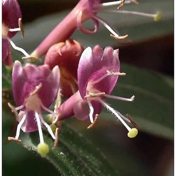 Immergrüne Geißschlinge 80-100cm - Lonicera henryi günstig online kaufen