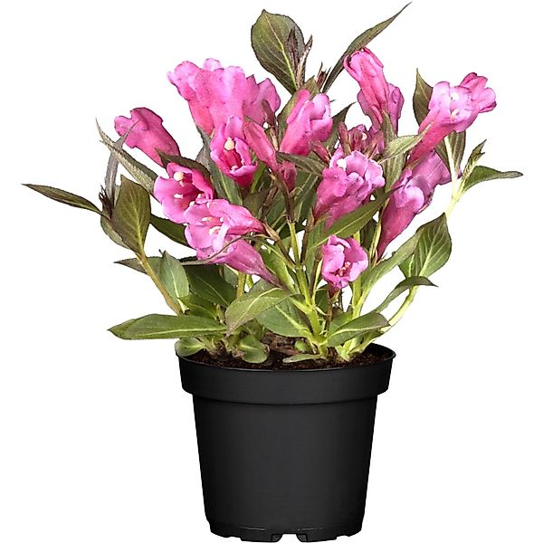OBI Weigelie Summer Red Rot Höhe ca. 20 - 30 cm Topf ca. 3 l Weigelia flori günstig online kaufen