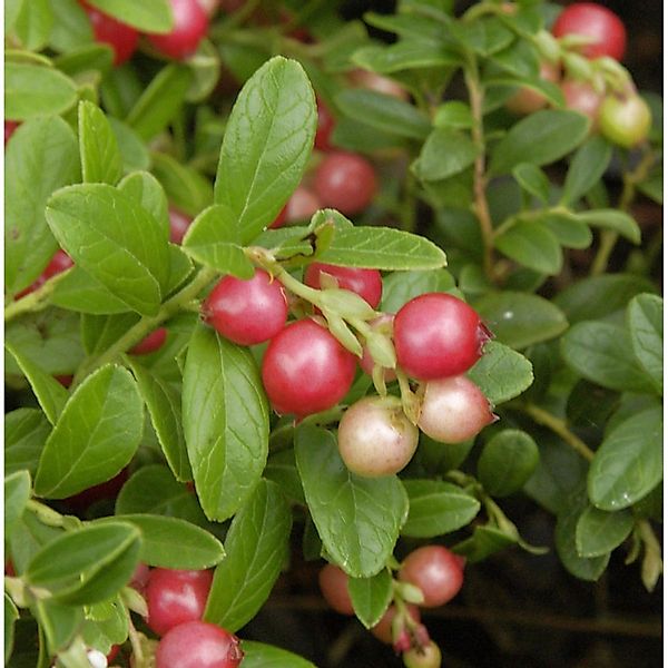 10x Preiselbeere Koralle 10-15cm - Vaccinium vitis idaea günstig online kaufen