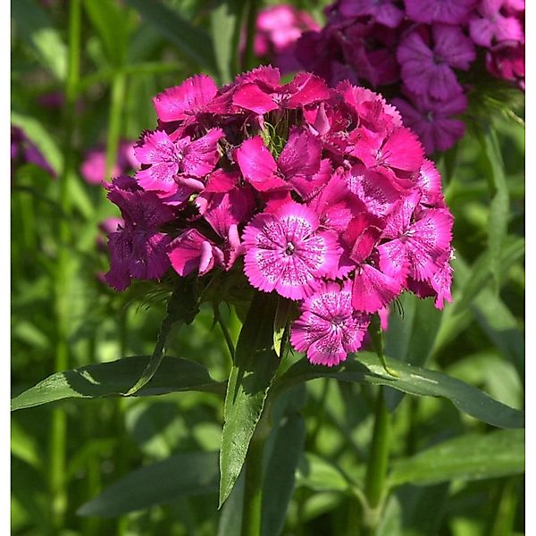 Strandnelke Düsseldorfer Stolz - Armeria maritima günstig online kaufen