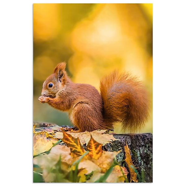 MuchoWow Poster Eichhörnchen - Herbst - günstig online kaufen