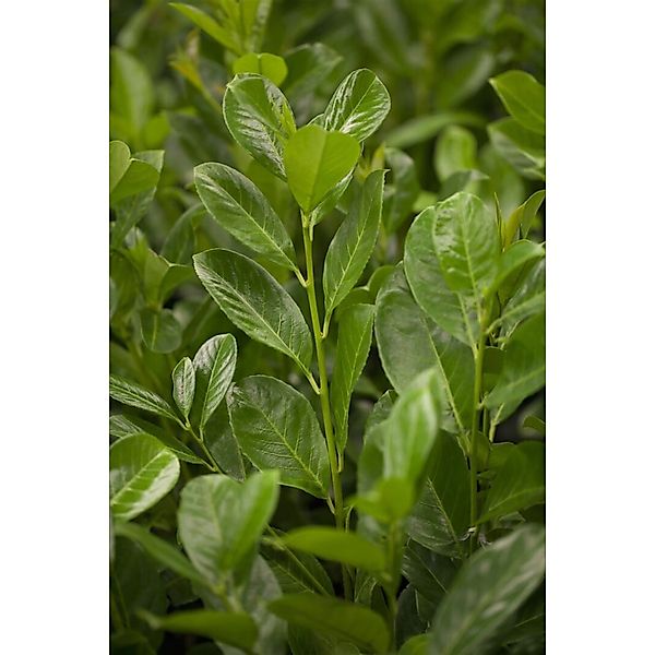 Prunus laurocerasus 'Rotundifolia' 125 cm Stammhöhe günstig online kaufen