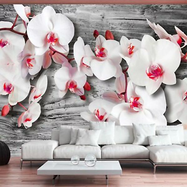 artgeist Fototapete Callous orchids mehrfarbig Gr. 400 x 280 günstig online kaufen