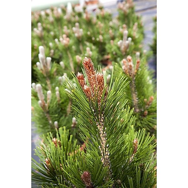 Pinus Heldreichii Little Dracula Bosnische Kiefer 50–60 cm günstig online kaufen