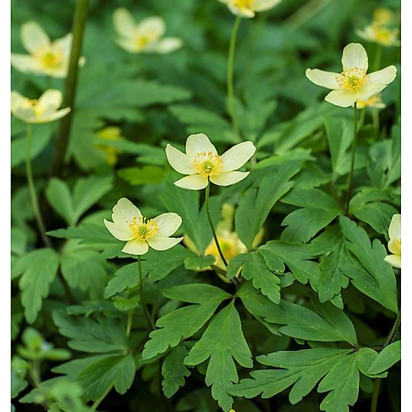 Leipziger Buschwindröschen - Anemone lipsiensis günstig online kaufen