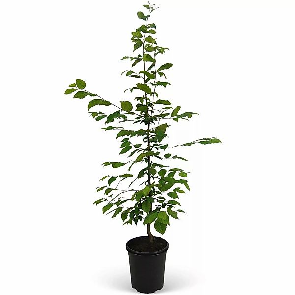 Hainbuche Set à 75 Stück Höhe ca. 80 - 100 cm Topf ca. 3 l Carpinus betulus günstig online kaufen