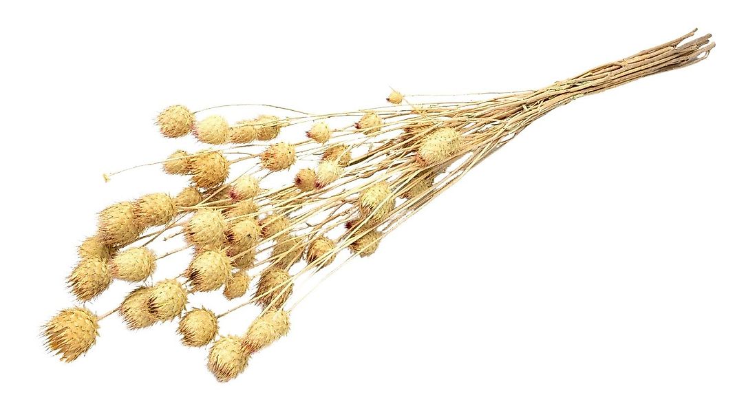 Trockenblume Erdbeerdistel in Natur, im Bund, günstig online kaufen