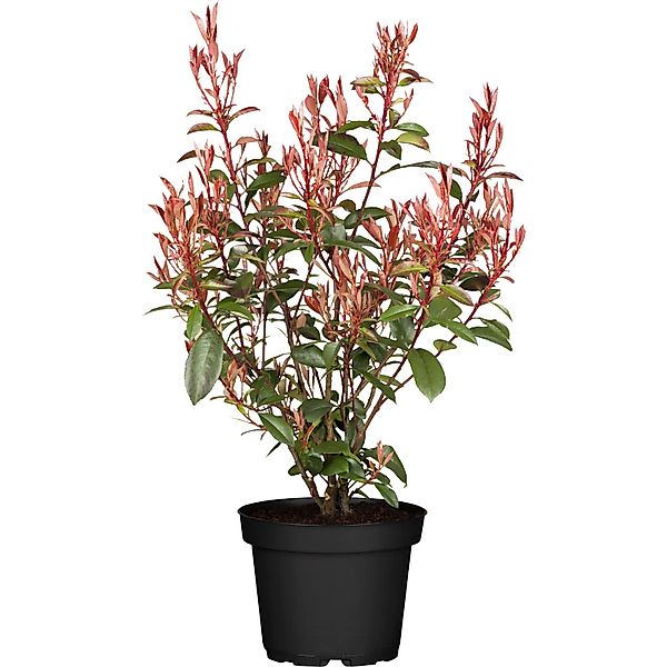 Glanzmispel Compacta Höhe ca. 30 - 40 cm Topf ca. 3,4 l Photinia günstig online kaufen