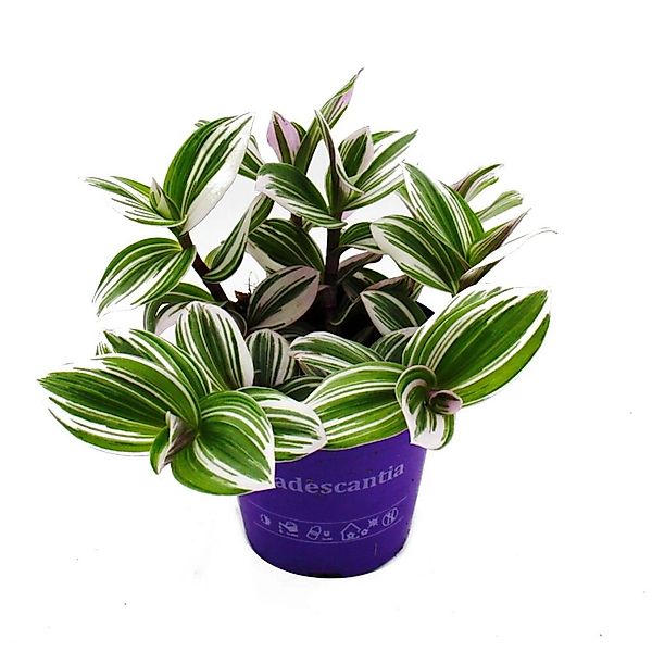 Exotenherz Zimmerpflanze Dreimasterblume Tradescantia White pflegeleichte 1 günstig online kaufen