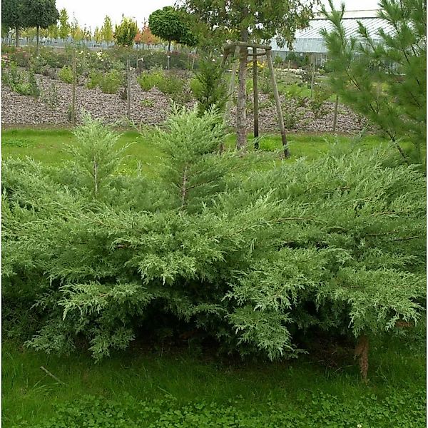 Grauer Pfitzerwacholder Hetzii 20-30cm - Juniperus media günstig online kaufen