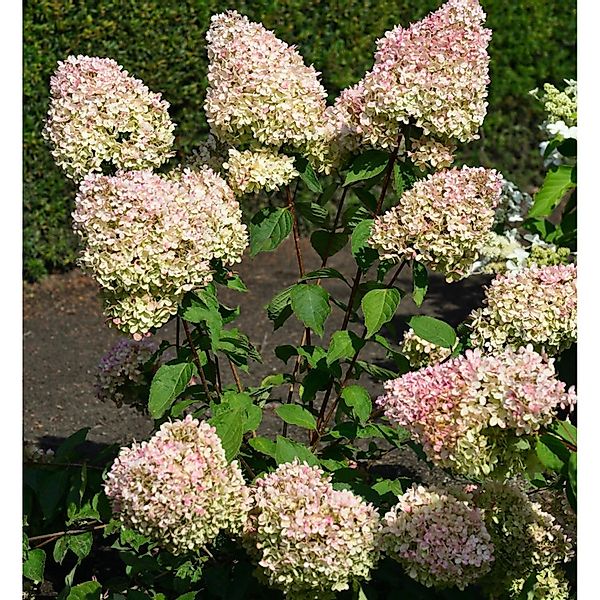 Hochstamm Rispenhortensie Grandiflora 100-125cm - Hydrangea paniculata günstig online kaufen