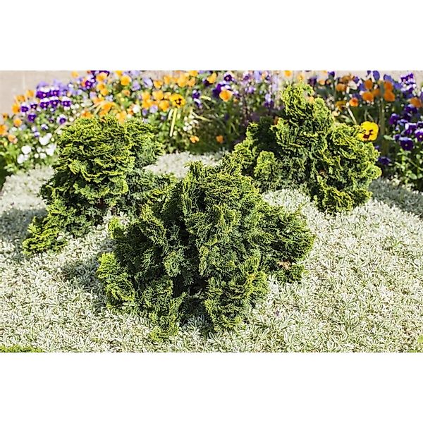 Chamaecyparis Obtusa Nana Gracilis Muschelzypresse 70–80 cm günstig online kaufen