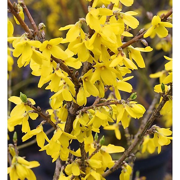 Forsythie Lynwood 60-80cm - Forsythia günstig online kaufen