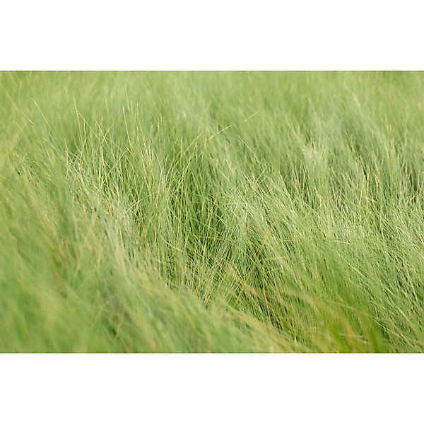 Stipa Tenuifolia Engelshaargras 2 Liter Container Zartes Laub günstig online kaufen