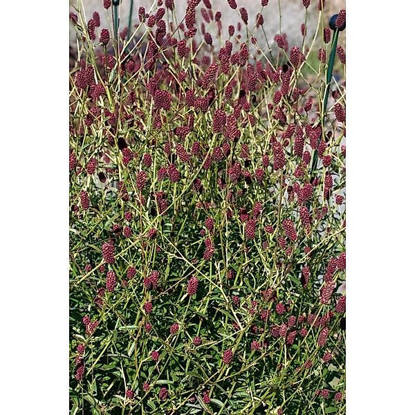 Sanguisorba Officinalis Red Thunder Großer Wiesenknopf Ca. 9x9 cm Topf günstig online kaufen