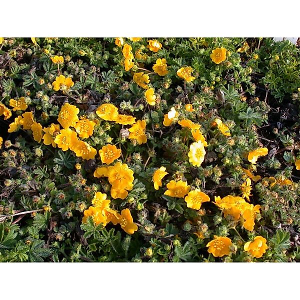 Potentilla Neumanniana Fingerkraut Gelb Ca. 9x9 cm Topf günstig online kaufen