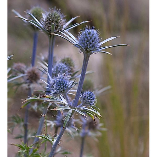 Spanischer Mannstreu - Eryngium bourgatii günstig online kaufen