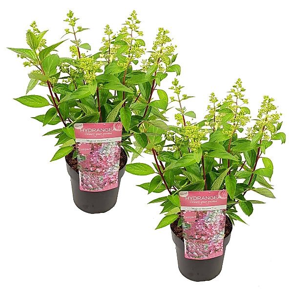 Casa Caron | 2er-Set Hydrangea paniculata Magical Vesuvio günstig online kaufen