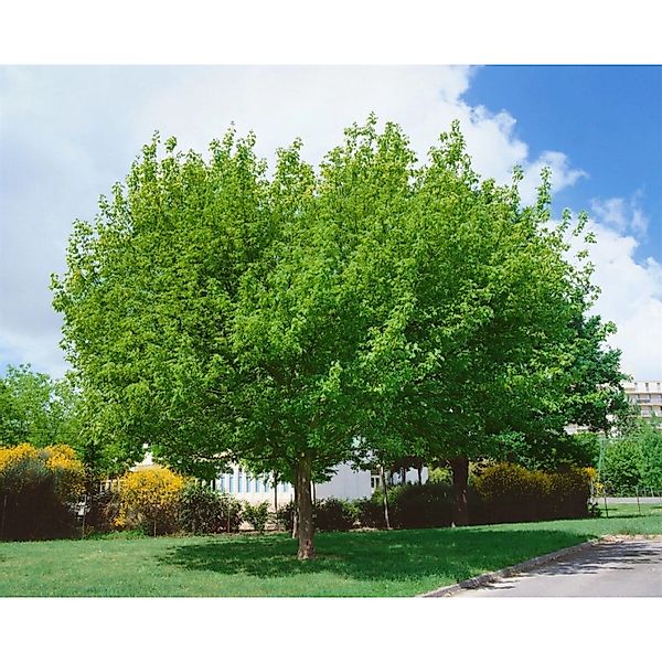Acer Negundo Eschen-Ahorn 100–125 cm günstig online kaufen