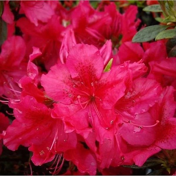 Japanische Azalee Azalee Stopplicht 40-50cm - Rhododendron obtusum - Zwerg günstig online kaufen