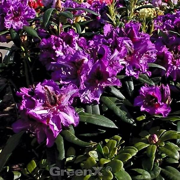 INKARHO - Großblumige Rhododendron Anatevka 40-50cm - Alpenrose günstig online kaufen