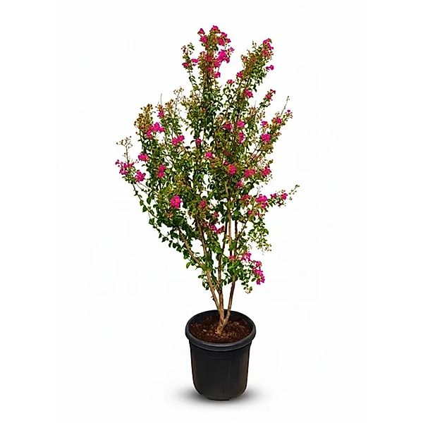 Sunny-Tree Lagerstroemia  Indica  Indischer Flieder    Multistamm 200 cm in günstig online kaufen