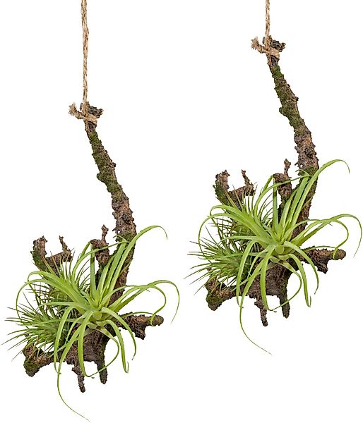 Creativ green Kunstpflanze "Hängeast mit Tillandsie", 2er Set günstig online kaufen