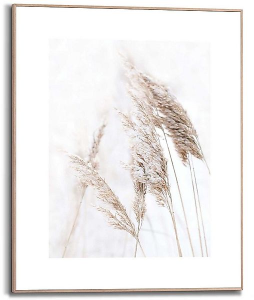 Reinders! Kunstdruck Pampasgras günstig online kaufen