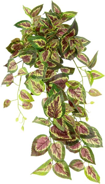 Kunstpflanze Buntnessel, I.GE.A., Höhe 80 cm, günstig online kaufen