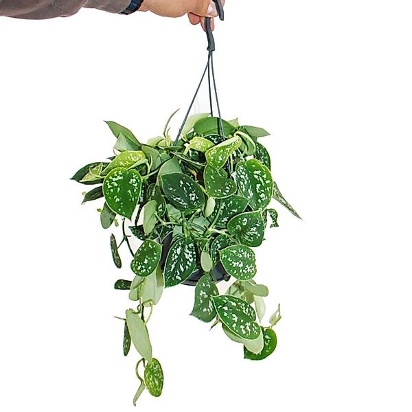 Exotenherz Zimmerpflanze Scindapsus pictus arguraeus in der Hängeampel 15cm günstig online kaufen