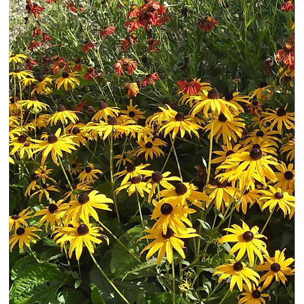 Sonnenhut Early Bird Gold - Rudbeckia fulgida günstig online kaufen