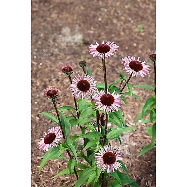 Echinacea Purpurea Augustkönigin Roter Sonnenhut Ca. 11x11 cm Topf günstig online kaufen