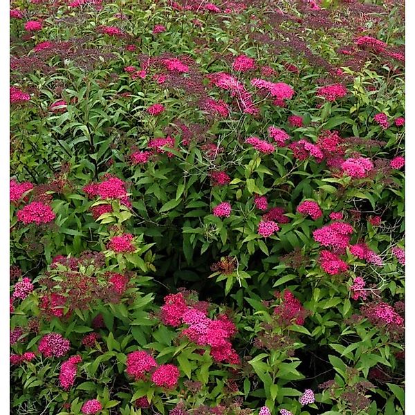 Sommerspierstrauch Double Play Doozle 30-40cm - Spiraea japonica günstig online kaufen
