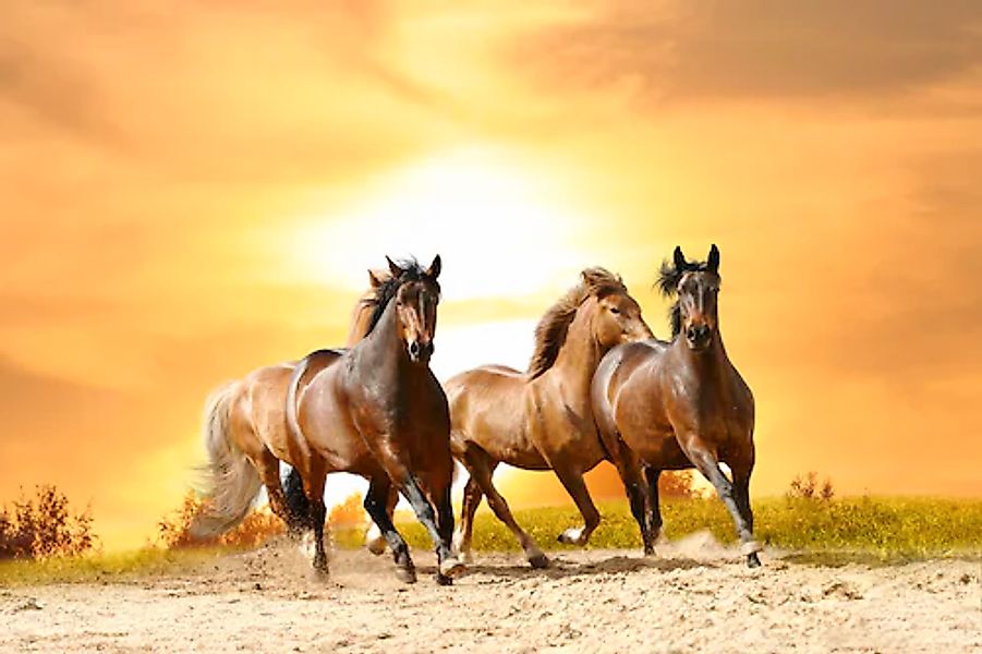 Papermoon Fototapete »Horses Run in Sunset« glatt günstig online kaufen