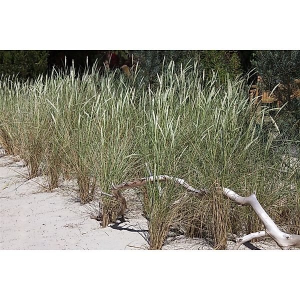Ammophila Arenaria Strandhafer Ca. 9x9 cm Topf Robust günstig online kaufen
