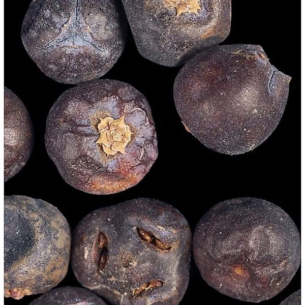 Gewürzwacholder entwickelt Beeren 60-80cm - Juniperus communis günstig online kaufen