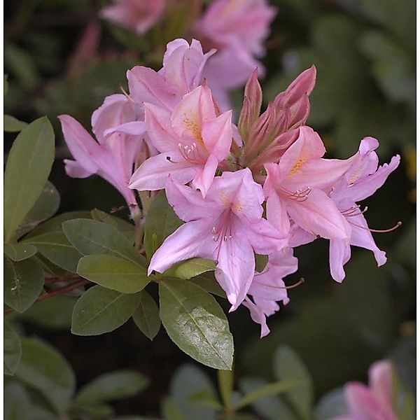 Rhododendron Soir de Paris 60-80cm - Rhododendron viscosum günstig online kaufen