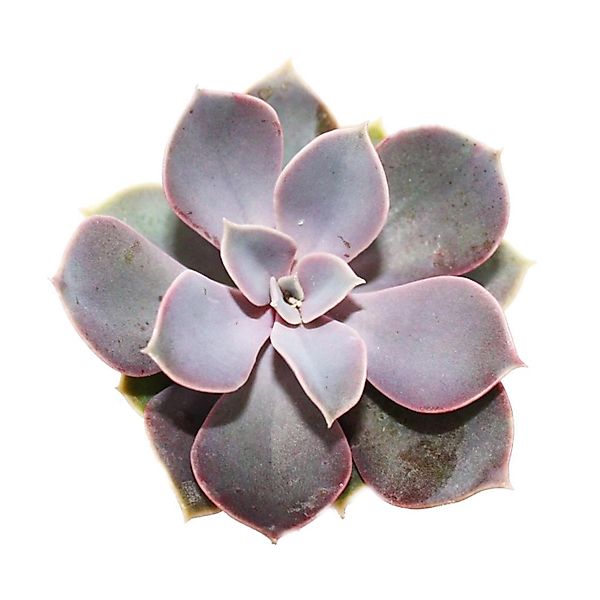 Exotenherz Kaktus Echeveria - Perle von Nürnberg - kleine Pflanze im 5,5cm günstig online kaufen