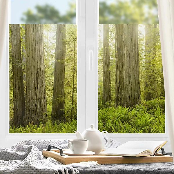 Fensterfolie Redwood State Park Waldblick günstig online kaufen