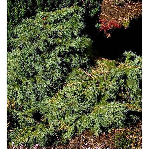 Japanische Lärche Blue Dwarf 40-50cm - Larix kaempferi günstig online kaufen
