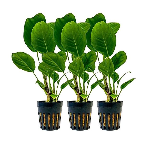 Aquaone Wasserpflanze Aquarium Pflanze 3 Stück Anubias heterophylla Topf Nr günstig online kaufen