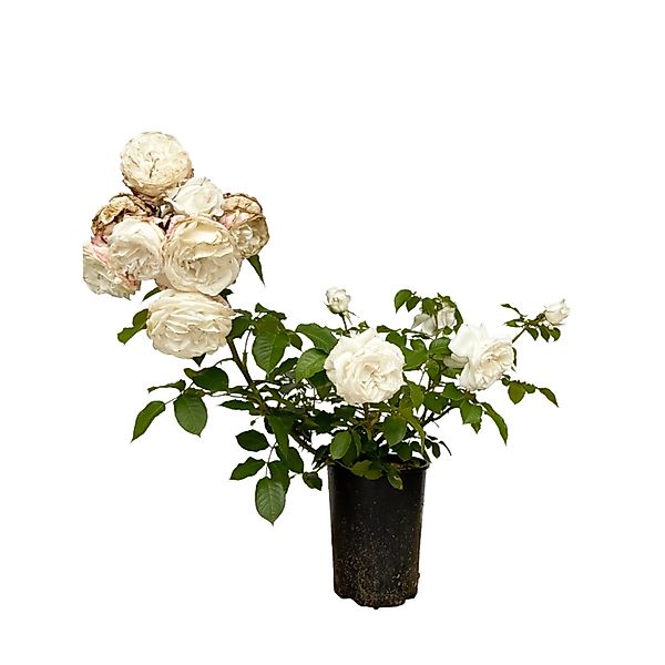 Baumfink Edelrose Annapurna im Topf günstig online kaufen