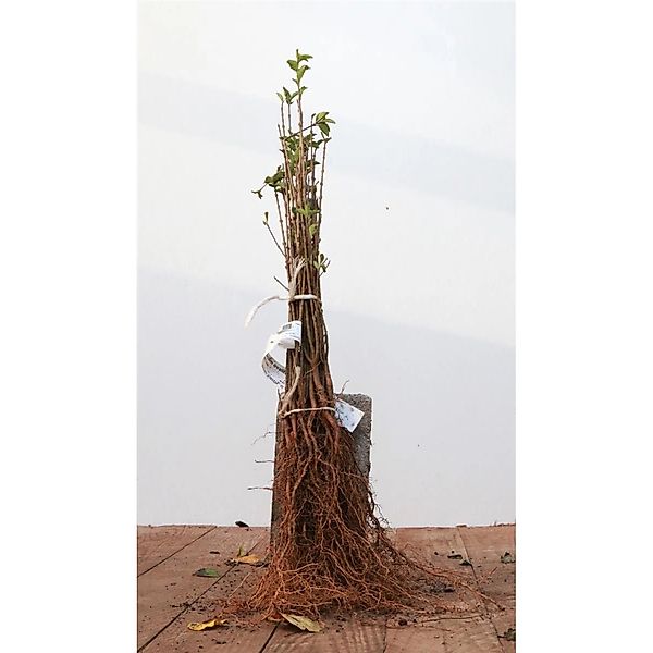 Ligustrum ovalifolium 20-40 cm günstig online kaufen