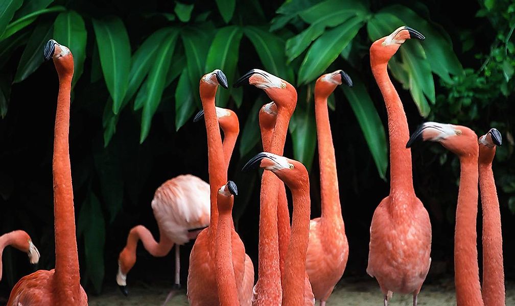 Wandkraft | Wanddekoration Bright Flamingo günstig online kaufen