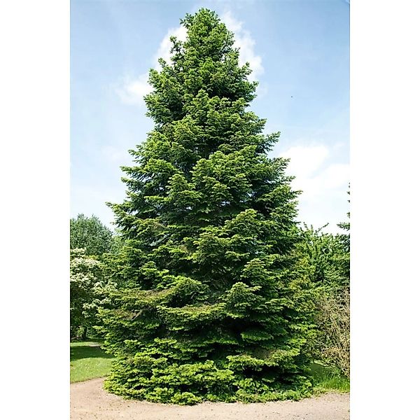 Abies Grandis Küstentanne 150–175 cm günstig online kaufen