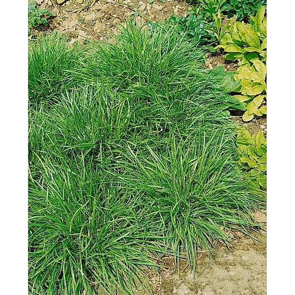 Carex Flava Gelb-Segge Ca. 9x9 cm Topf günstig online kaufen