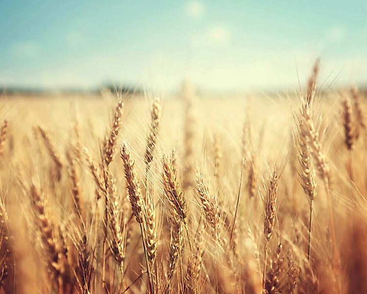 Fototapete "Wheat Field" 4,00x2,67 m / Strukturvlies Klassik günstig online kaufen