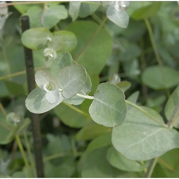 Echter Eukalyptus 30-40cm - Eucalyptus gunnii günstig online kaufen
