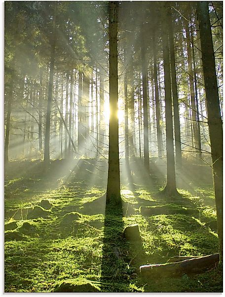 Artland Glasbild "Wald im Gegenlicht" Wald 1 Stk. tlg. in verschiedenen Grö günstig online kaufen