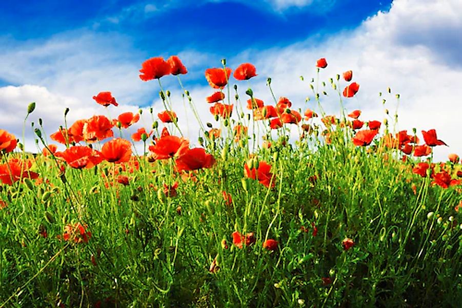 Papermoon Fototapete »Red Poppies« günstig online kaufen